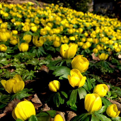 Эрантус Сицилийский - Dolina-Sad.Ru