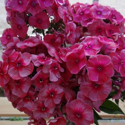 Флокс метельчатый Старс энд Страйпс - Dolina-Sad.Ru