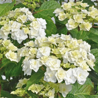 Гортензия крупнолистная Доппио Бианко Гортензия крупнолистная Доппио Бианко - Dolina-Sad.Ru