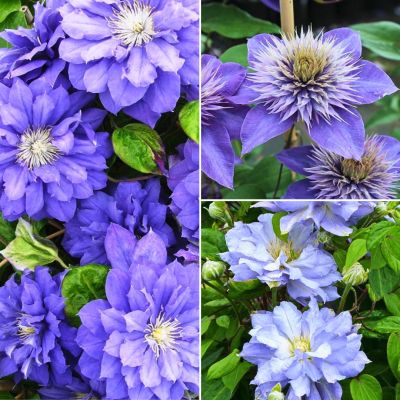 Комплект махровых клематисов Блю Комплект махровых клематисов Блю - Dolina-Sad.Ru