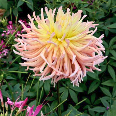 Георгина Априкот Стар Георгина Априкот Стар фото