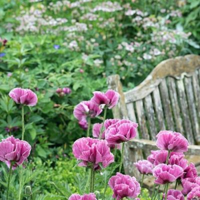 Папавер Манхэттен - Dolina-Sad.Ru