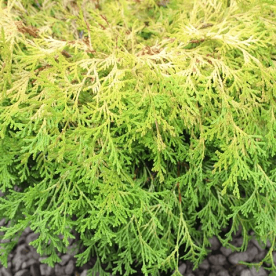 Кипарисовик туполистный Камарачиба Кипарисовик туполистный Камарачиба фото