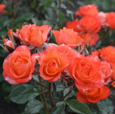 Роза Алегрия в горшке - Dolina-Sad.Ru