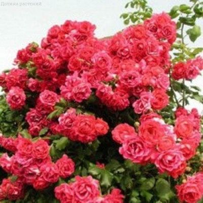 Роза Антик 89/Кордален Роза Антик 89/Кордален фото