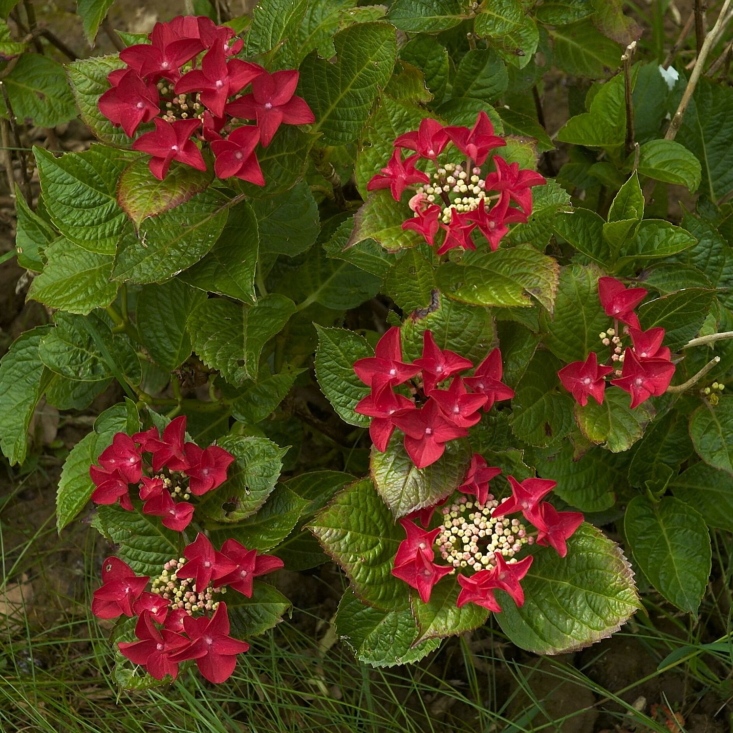 Гортензия крупнолистная Ротшванц Гортензия крупнолистная Ротшванц фото