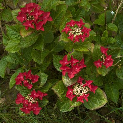 Гортензия крупнолистная Ротшванц Гортензия крупнолистная Ротшванц фото