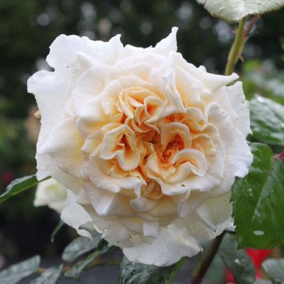 Роза Комтесса Роза Комтесса фото