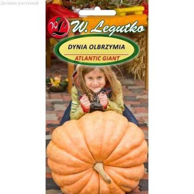 Тыква Атлантический гигант (Польша) фото