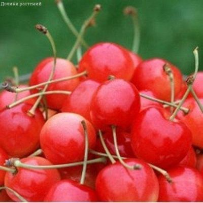 Черешня Северная Черешня Северная фото