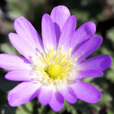 Анемона Бланда Чармер фото