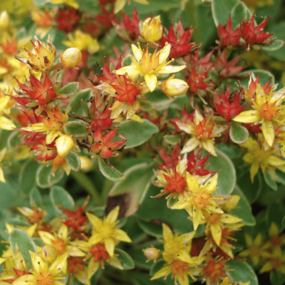 Седум камчатский Вариегатум фото