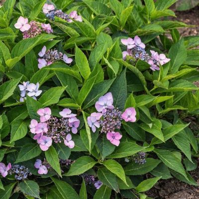 Гортензия пильчатая Мэджик Пиллоу, С3 Гортензия пильчатая Мэджик Пиллоу, С3 - Dolina-Sad.Ru