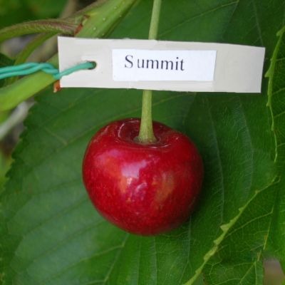 Черешня Саммит Черешня Саммит - Dolina-Sad.Ru
