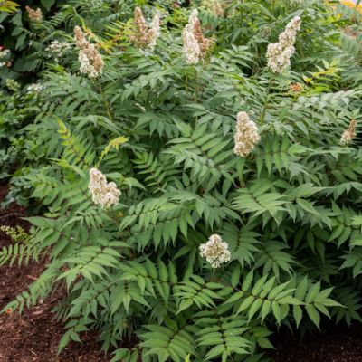 Рябинник Мэджикал Черри он Топ Рябинник Мэджикал Черри он Топ - Dolina-Sad.Ru