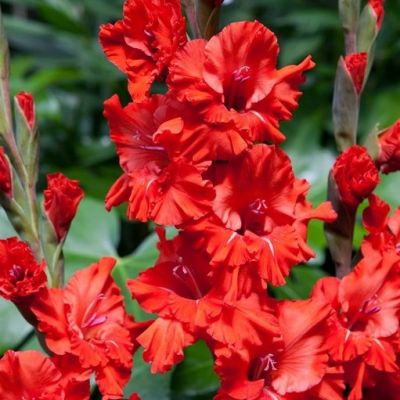 Гладиолус Кинг Рэдбэд Гладиолус Кинг Рэдбэд - Dolina-Sad.Ru