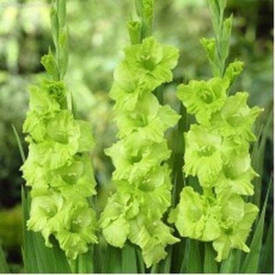 Гладиолус Грин Стар(10 шт.) Гладиолус Грин Стар(10 шт.) фото