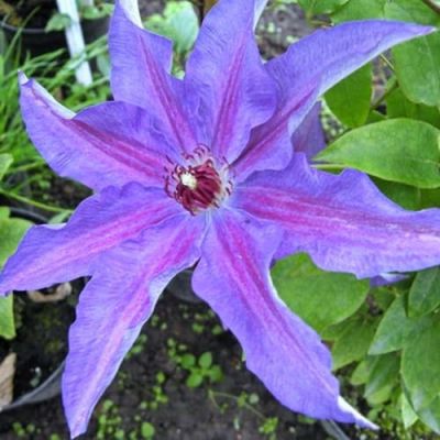 Клематис Дети Варшавы фото