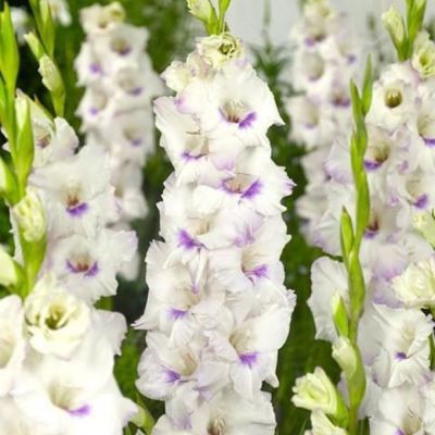 Гладиолус Альмара Гладиолус Альмара - Dolina-Sad.Ru