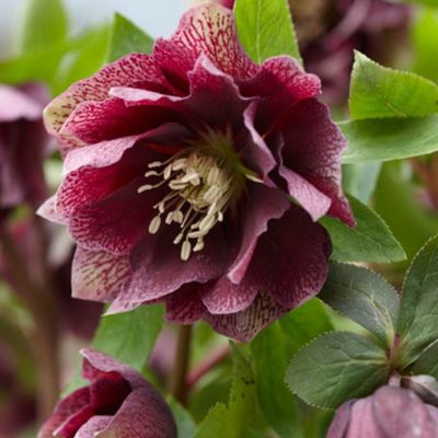 Морозник Дубль Ред Споттед - Dolina-Sad.Ru