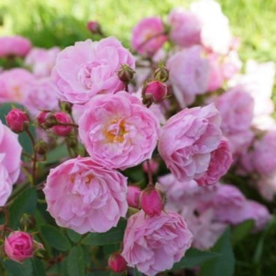 Роза Хевенли Пинк Роза Хевенли Пинк - Dolina-Sad.Ru