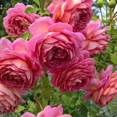 Роза Джубили Селебрейшн - Dolina-Sad.Ru