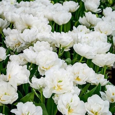 Тюльпан Маунт Такома Тюльпан Маунт Такома фото