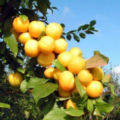 Абрикосовая Слива Лодва Абрикосовая Слива Лодва фото