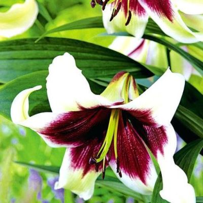 Лилия Куши Майя Лилия Куши Майя фото