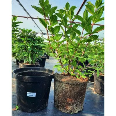 Гортензия метельчатая Голиаф, С10 Гортензия метельчатая Голиаф, С10 - Dolina-Sad.Ru