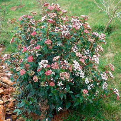 Калина лавролистная Гвенллиан Калина лавролистная Гвенллиан - Dolina-Sad.Ru