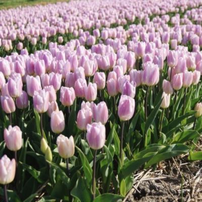 Тюльпан Свит Флэг Тюльпан Свит Флэг - Dolina-Sad.Ru