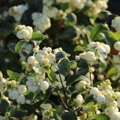 Снежноягодник Доренбоза Вайт Хедж, С2 - Dolina-Sad.Ru