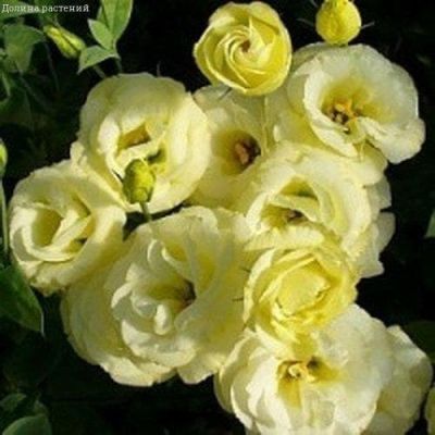 Эустома Эхо желтая F1 Эустома Эхо желтая F1 фото