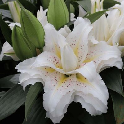 Лилия Роузлили Сита Лилия Роузлили Сита - Dolina-Sad.Ru