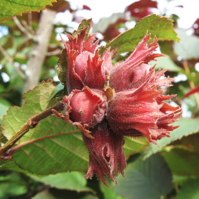 Фундук Сахарный Фундук Сахарный - Dolina-Sad.Ru