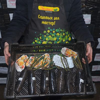 Роза Санни Скай Роза Санни Скай фото