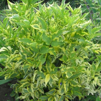 Бузина черная Мадонна, С3 - Dolina-Sad.Ru