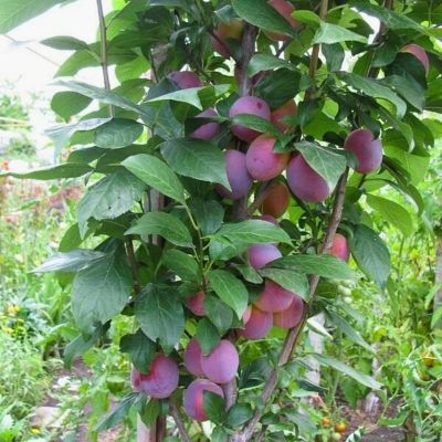 Слива Колоновидная Блю Свит Слива Колоновидная Блю Свит - Dolina-Sad.Ru