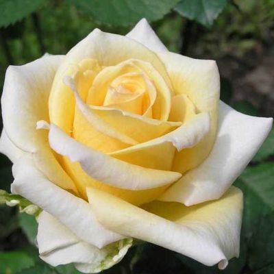 Роза Казанова Роза Казанова фото