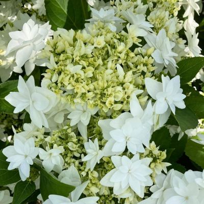 Гортензия крупнолистная Финия Гортензия крупнолистная Финия - Dolina-Sad.Ru
