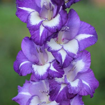 Гладиолус Вечерняя Звезда Гладиолус Вечерняя Звезда - Dolina-Sad.Ru