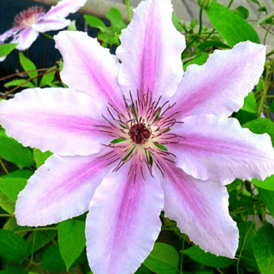 Клематис Ян Павел Клематис Ян Павел фото