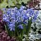 Сцилла сибирская Спринг Бьюти Сцилла сибирская Спринг Бьюти - Dolina-Sad.Ru
