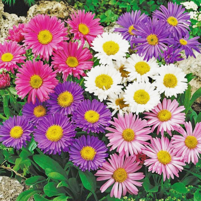 Астра альпийская в ассортименте фото