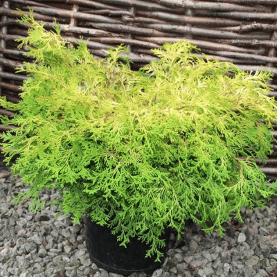 Кипарисовик туполистный Камарачиба Кипарисовик туполистный Камарачиба фото