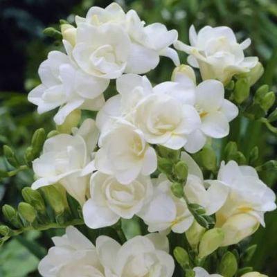 Фрезия Дабл вайт Фрезия Дабл вайт фото