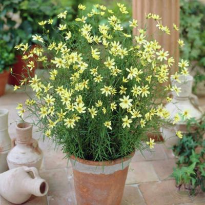 Кореопсис Мунбим Кореопсис Мунбим - Dolina-Sad.Ru