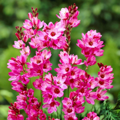 Иксия Панорама Иксия Панорама фото