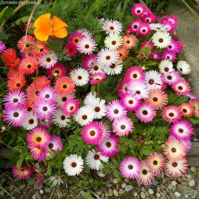 Мезембриантемум хрустальный Лимпопо Мезембриантемум хрустальный Лимпопо фото